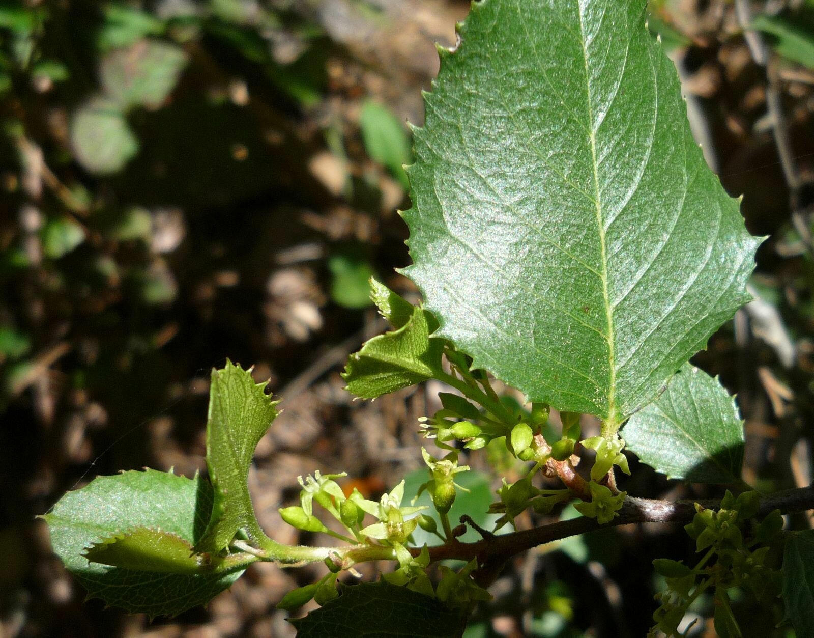 High Resolution Rhamnus ilicifolia Leaf